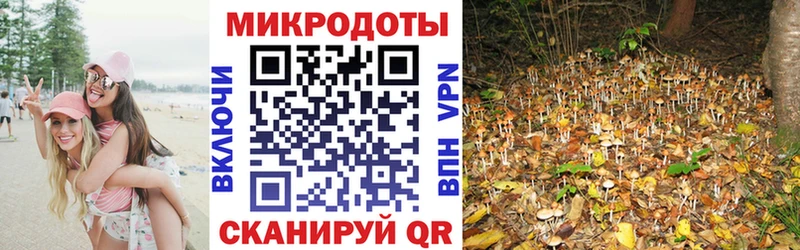 Псилоцибиновые грибы Psilocybine cubensis  купить   Демидов 